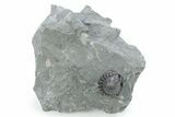 Wide, Enrolled Flexicalymene Trilobite - Indiana #282189-1